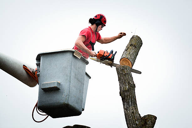 How Our Tree Care Process Works  in  Skidaway Island, GA