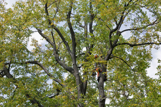 Best Emergency Tree Removal  in Skidaway Island, GA